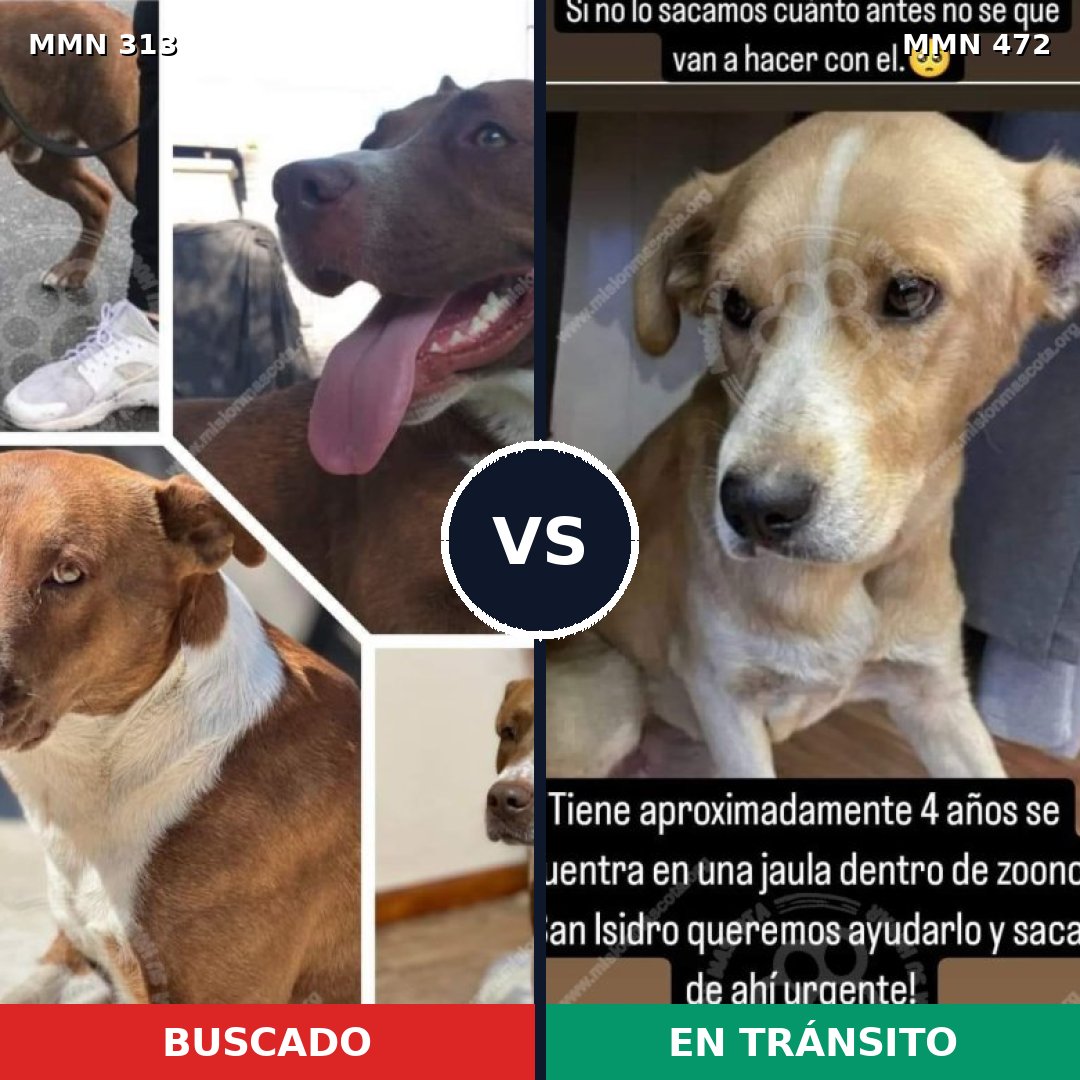 Comparativa MMS 6416: mascota perdida y mascota encontrada, 55% de similitud
