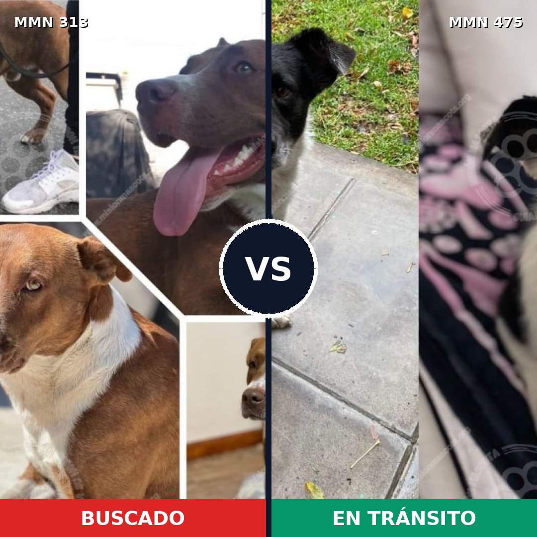 Comparativa MMS 6417: mascota perdida y mascota encontrada, 55% de similitud