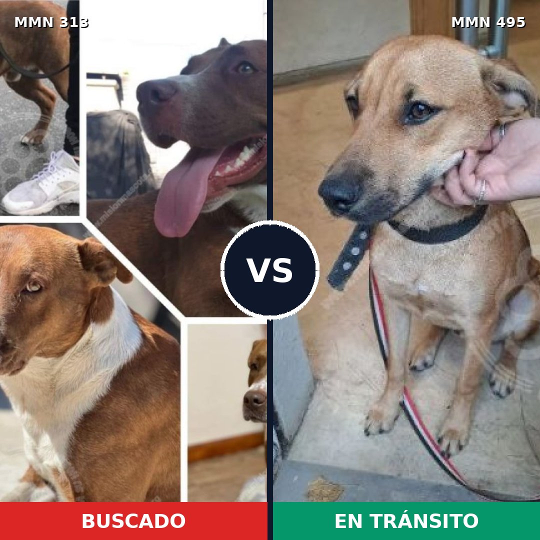 Comparativa MMS 6419: mascota perdida y mascota encontrada, 44% de similitud