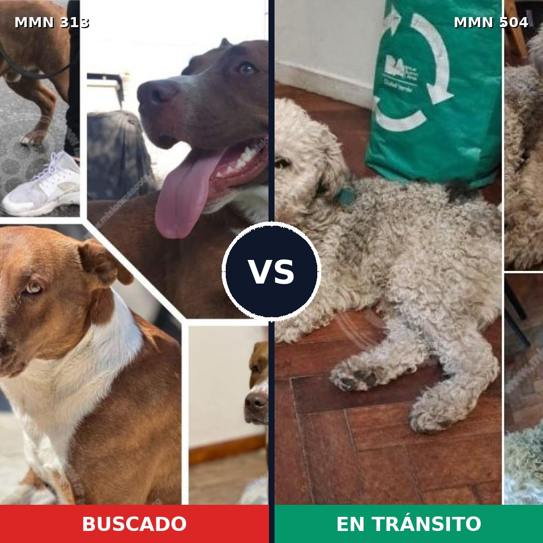 Comparativa MMS 6421: mascota perdida y mascota encontrada, 68% de similitud