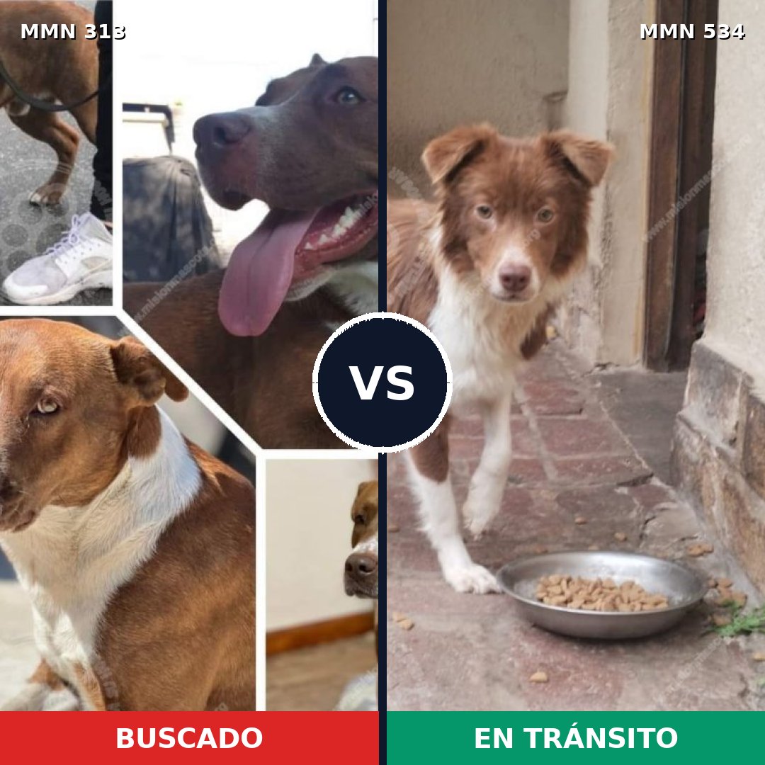 Comparativa MMS 6423: mascota perdida y mascota encontrada, 98% de similitud