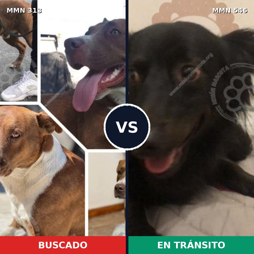 Comparativa MMS 6425: mascota perdida y mascota encontrada, 17% de similitud