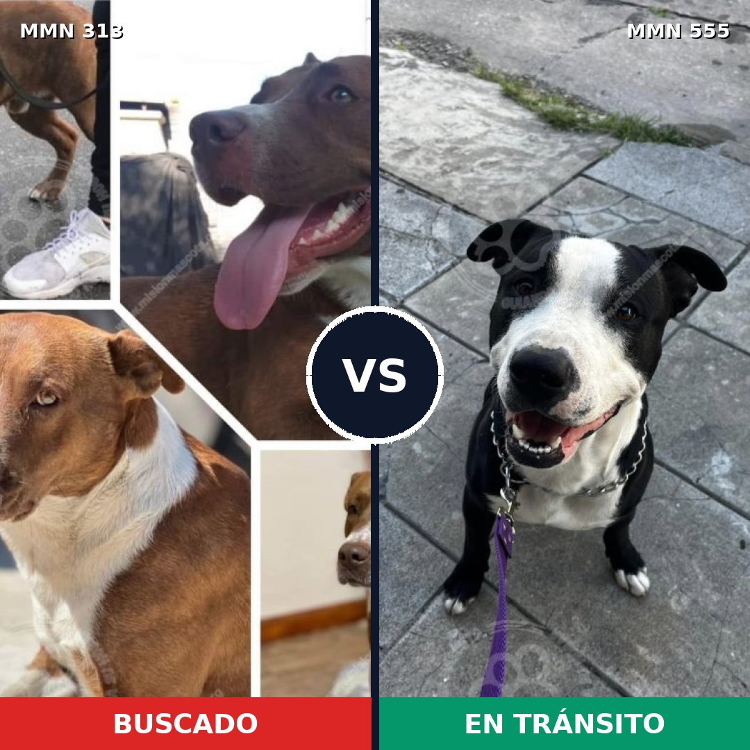 Comparativa MMS 6426: mascota perdida y mascota encontrada, 14% de similitud