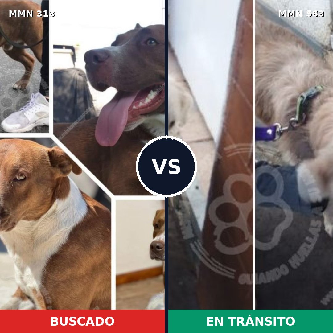 Comparativa MMS 6427: mascota perdida y mascota encontrada, 57% de similitud