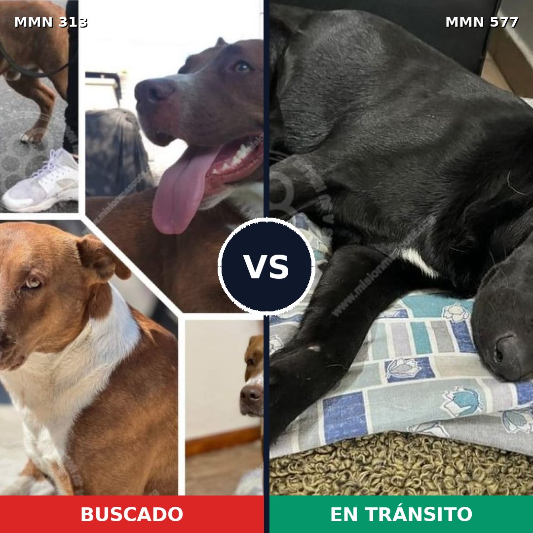 Comparativa MMS 6429: mascota perdida y mascota encontrada, 55% de similitud
