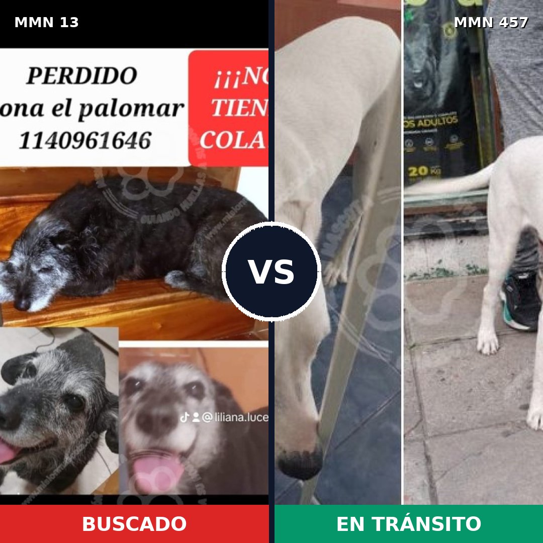 Comparativa MMS 643: mascota perdida y mascota encontrada, 77% de similitud