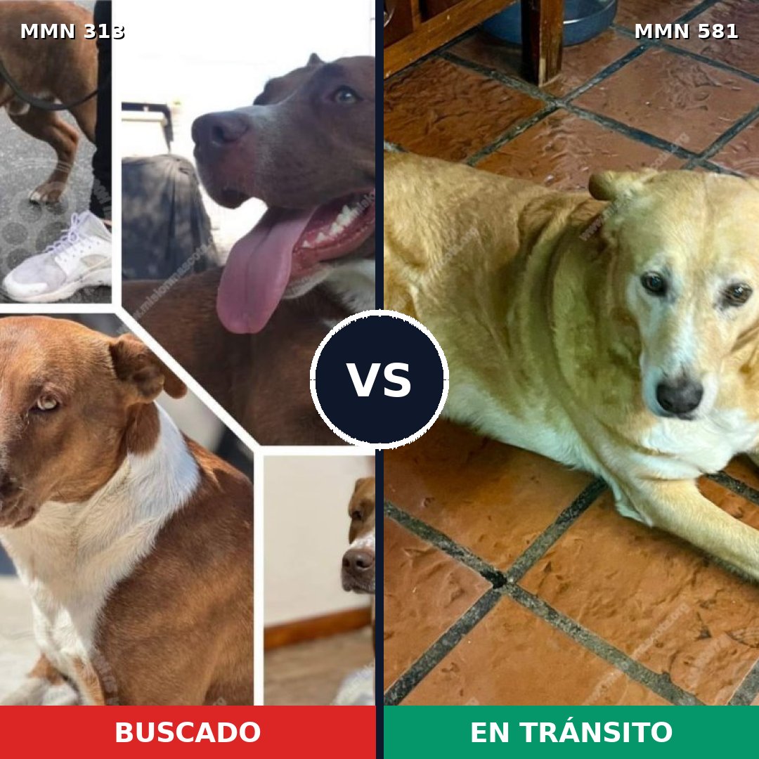 Comparativa MMS 6430: mascota perdida y mascota encontrada, 26% de similitud