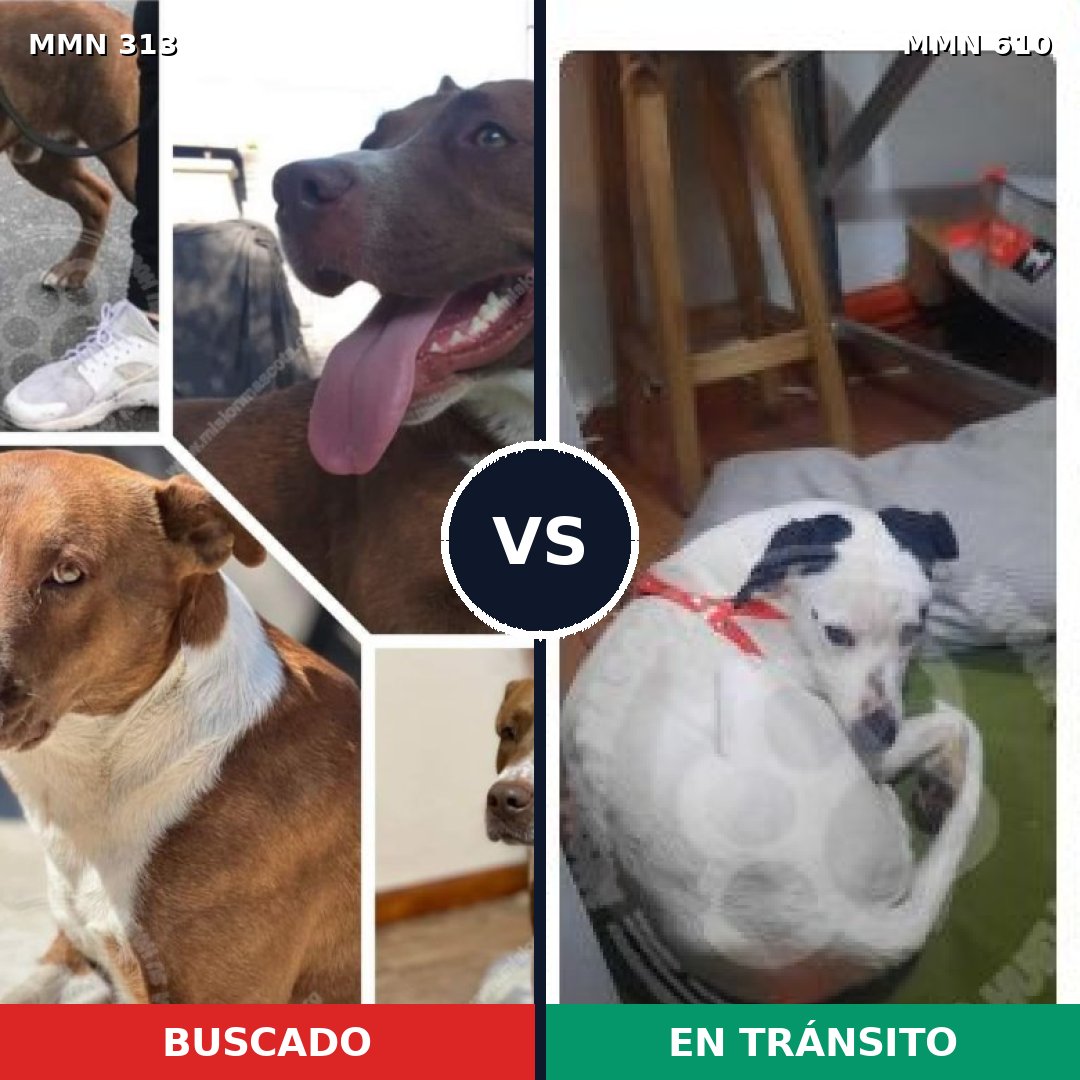 Comparativa MMS 6432: mascota perdida y mascota encontrada, 55% de similitud