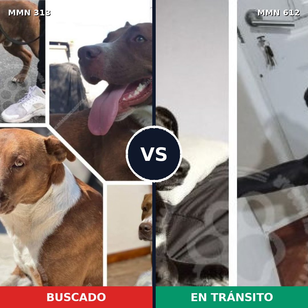 Comparativa MMS 6433: mascota perdida y mascota encontrada, 59% de similitud