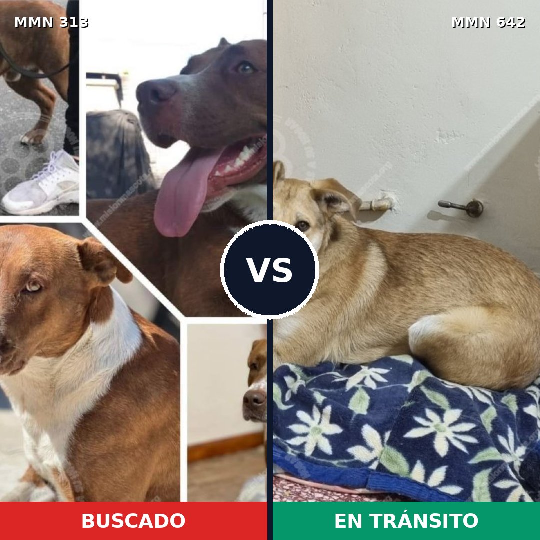 Comparativa MMS 6435: mascota perdida y mascota encontrada, 15% de similitud