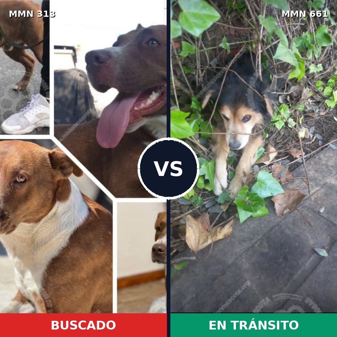 Comparativa MMS 6437: mascota perdida y mascota encontrada, 16% de similitud