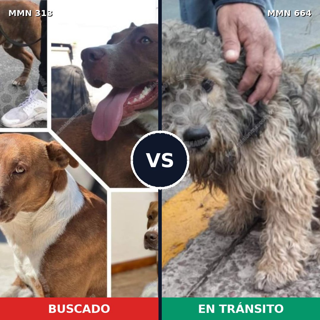 Comparativa MMS 6438: mascota perdida y mascota encontrada, 59% de similitud
