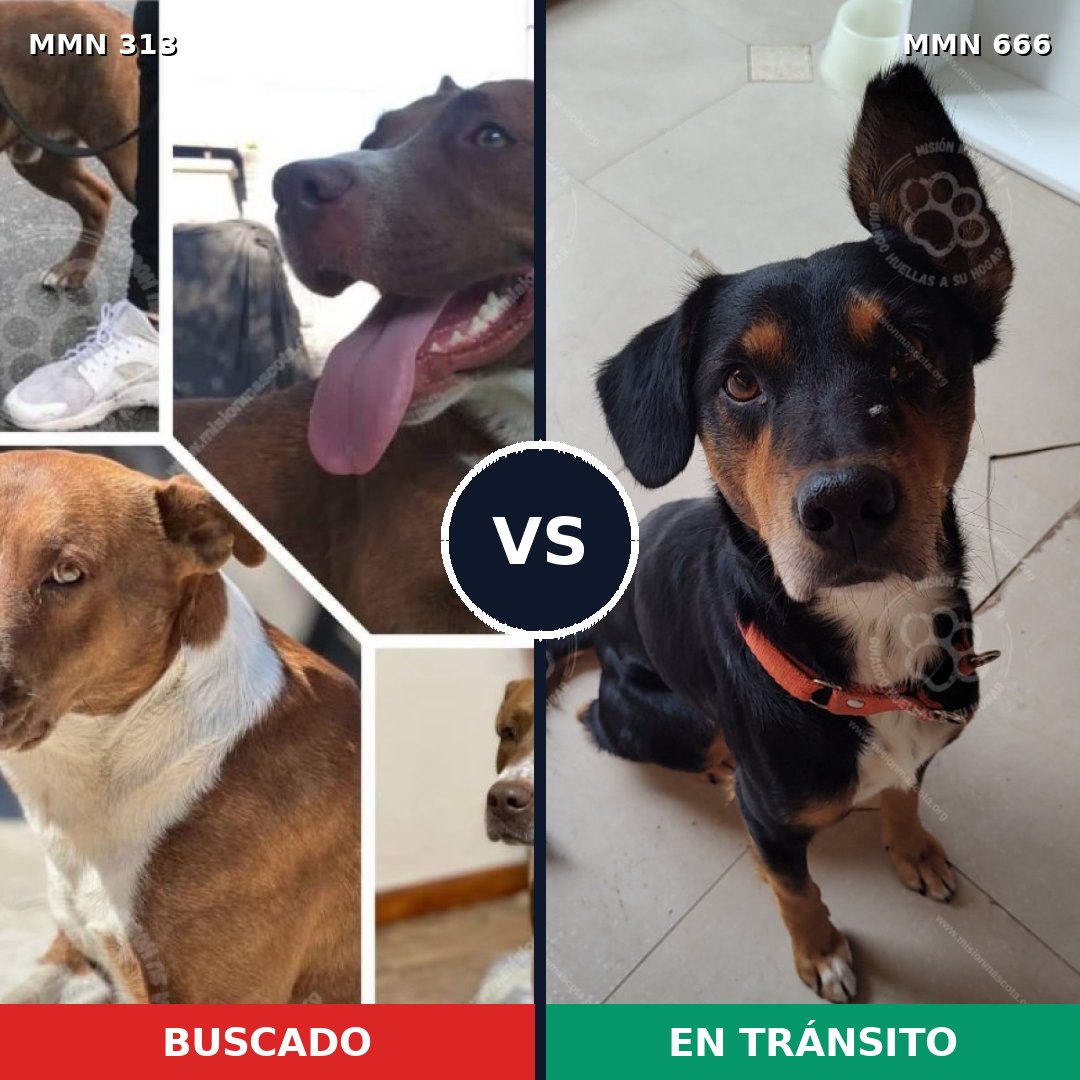 Comparativa MMS 6439: mascota perdida y mascota encontrada, 71% de similitud