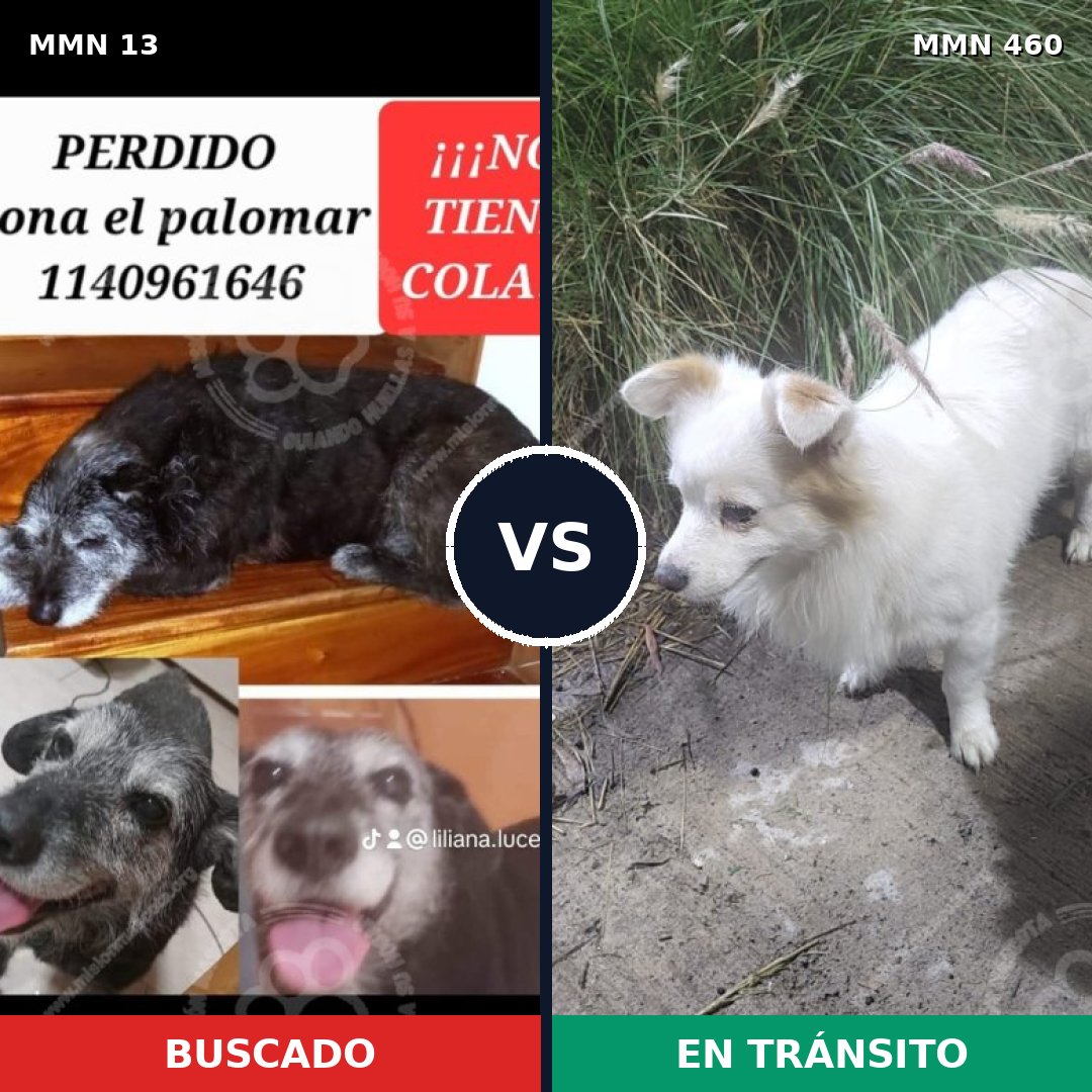 Comparativa MMS 644: mascota perdida y mascota encontrada, 62% de similitud