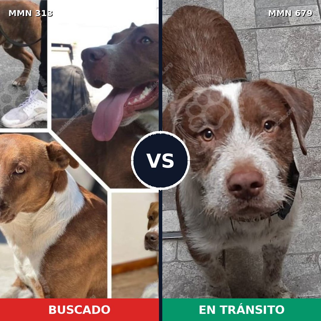 Comparativa MMS 6440: mascota perdida y mascota encontrada, 30% de similitud