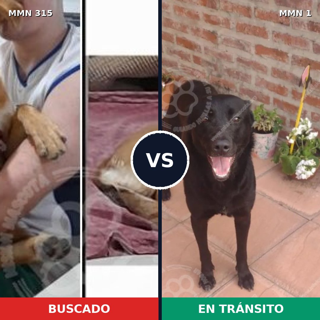 Comparativa MMS 6443: mascota perdida y mascota encontrada, 48% de similitud