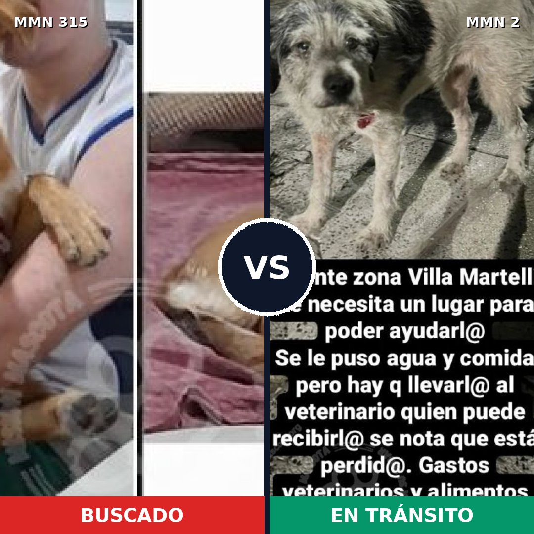 Comparativa MMS 6444: mascota perdida y mascota encontrada, 54% de similitud