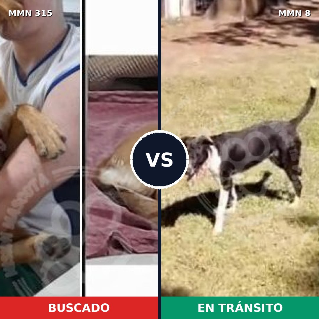 Comparativa MMS 6445: mascota perdida y mascota encontrada, 48% de similitud