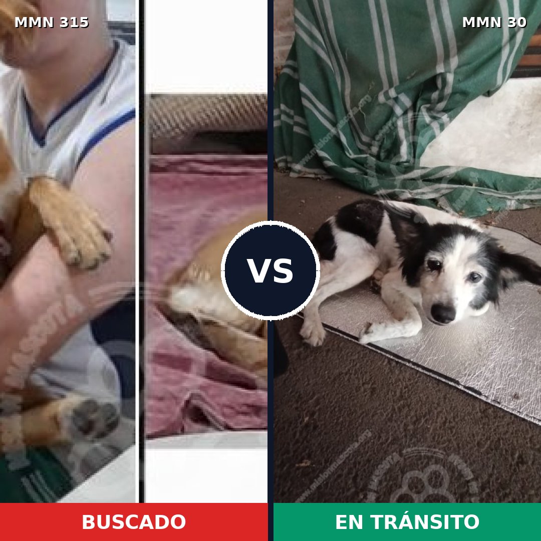 Comparativa MMS 6446: mascota perdida y mascota encontrada, 51% de similitud