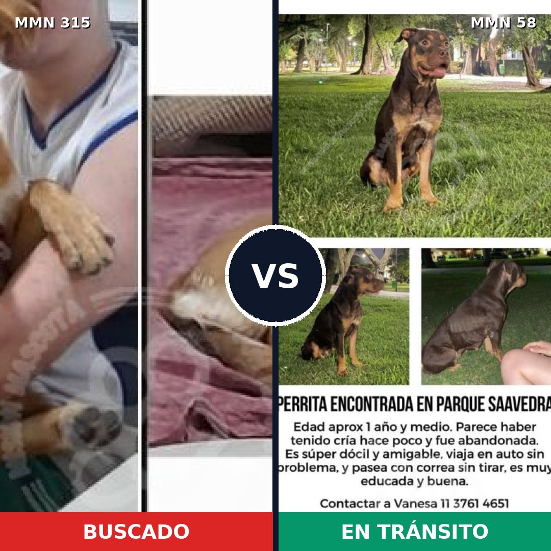 Comparativa MMS 6447: mascota perdida y mascota encontrada, 57% de similitud