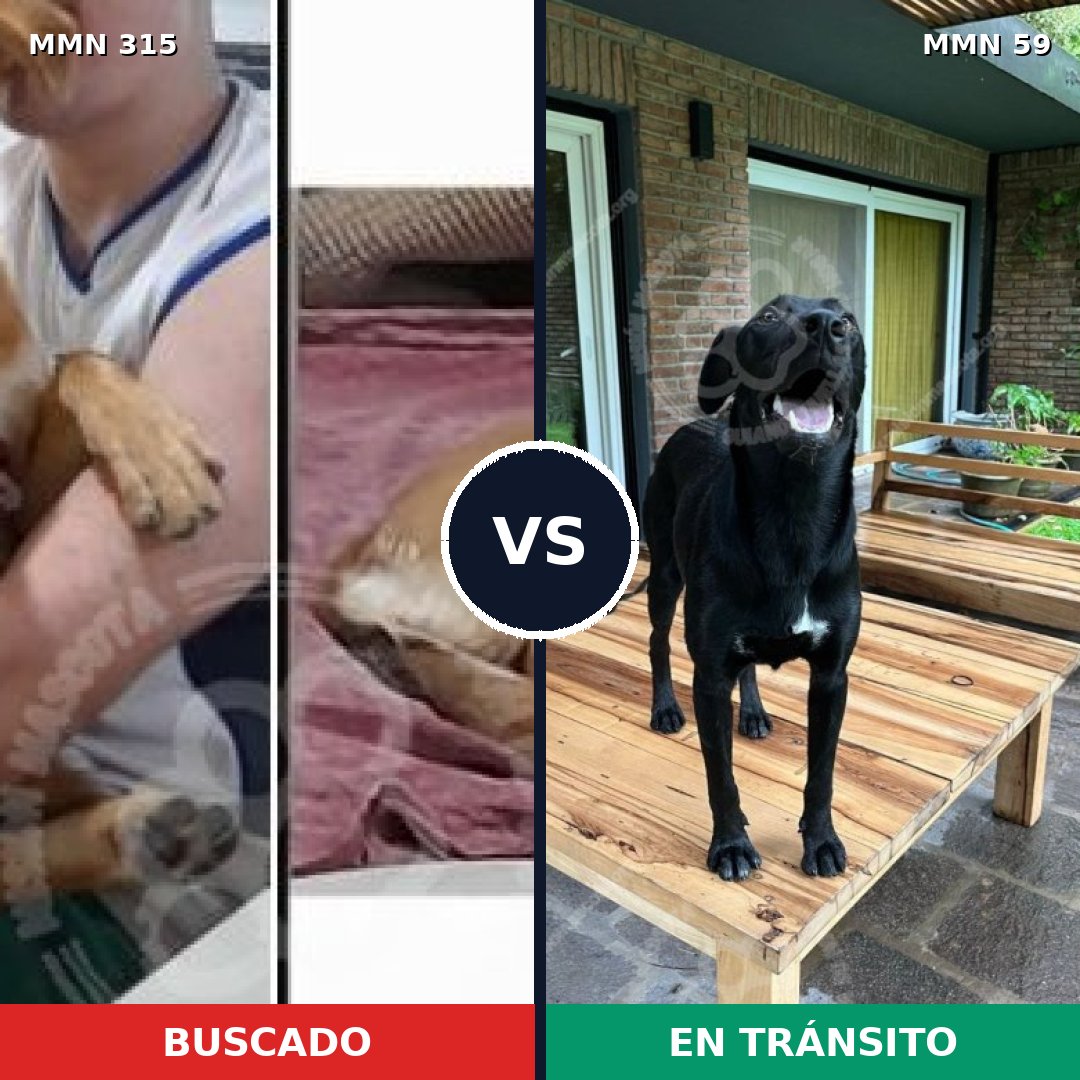Comparativa MMS 6448: mascota perdida y mascota encontrada, 8% de similitud