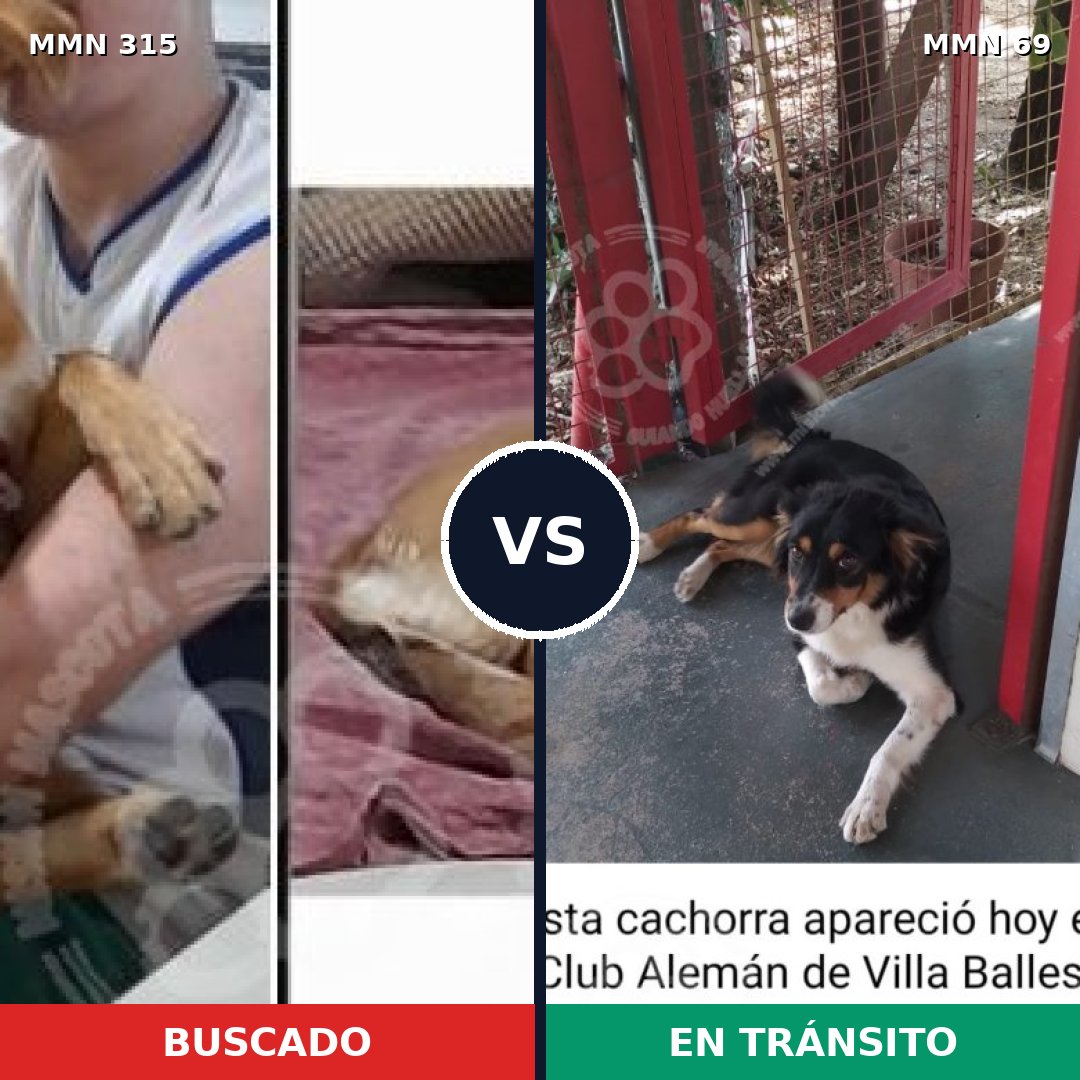 Comparativa MMS 6449: mascota perdida y mascota encontrada, 51% de similitud