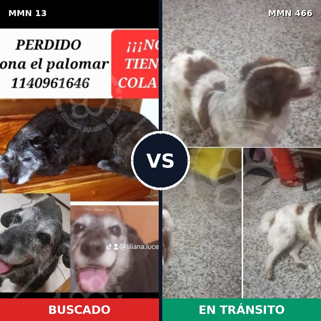 Comparativa MMS 645: mascota perdida y mascota encontrada, 74% de similitud