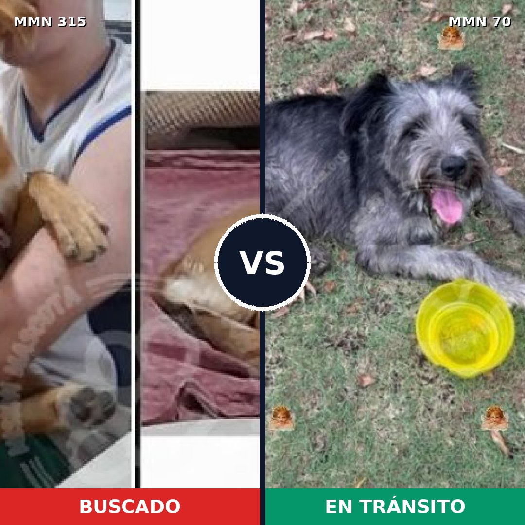 Comparativa MMS 6450: mascota perdida y mascota encontrada, 63% de similitud