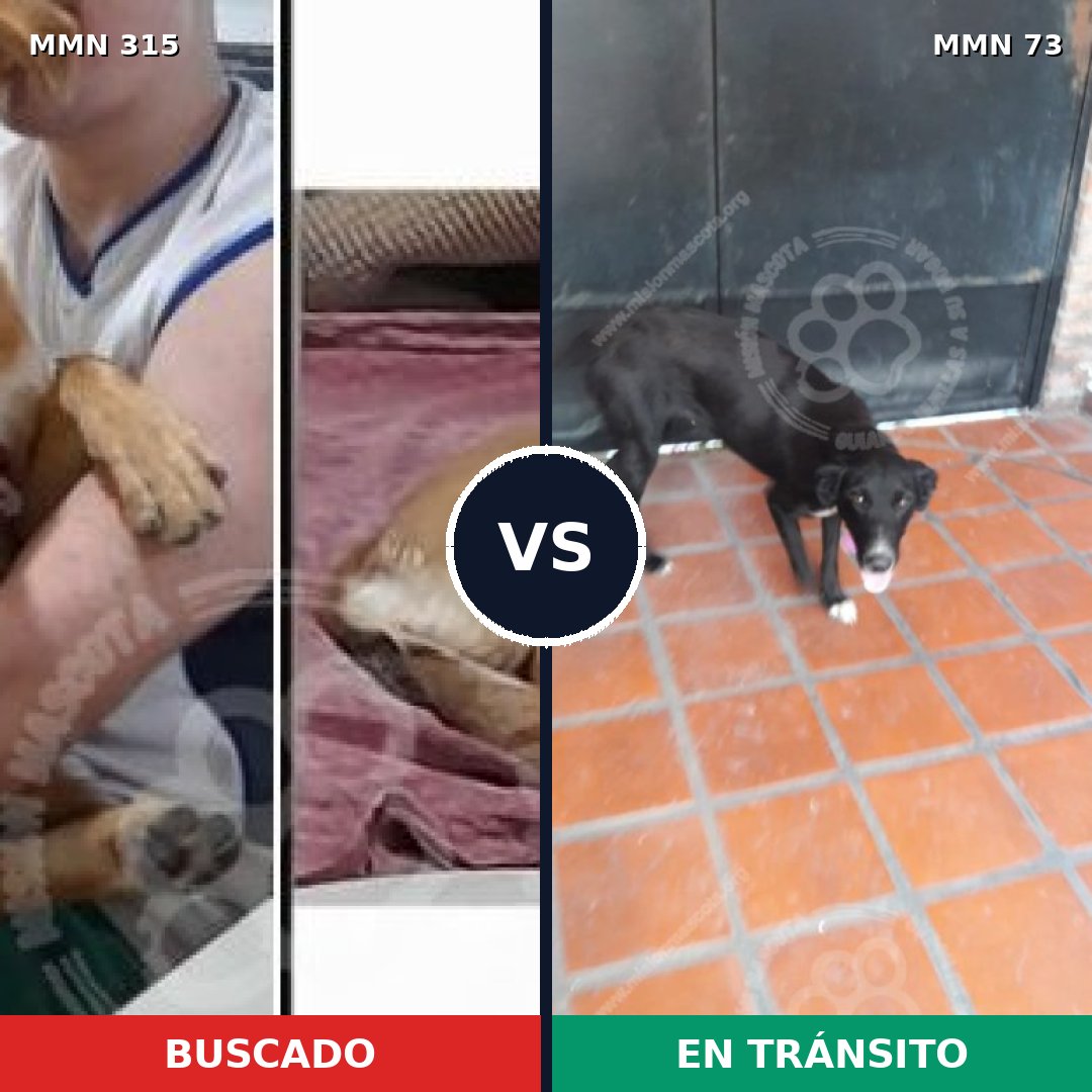 Comparativa MMS 6451: mascota perdida y mascota encontrada, 48% de similitud