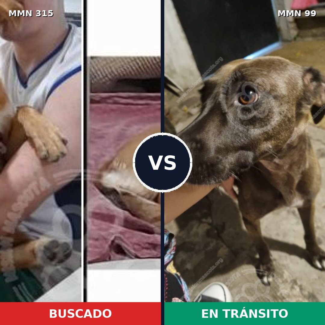 Comparativa MMS 6453: mascota perdida y mascota encontrada, 32% de similitud