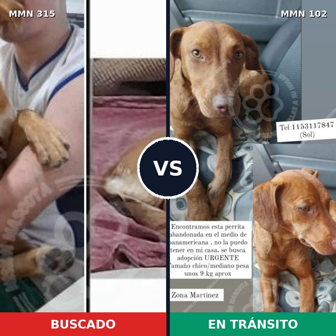 Comparativa MMS 6454: mascota perdida y mascota encontrada, 57% de similitud