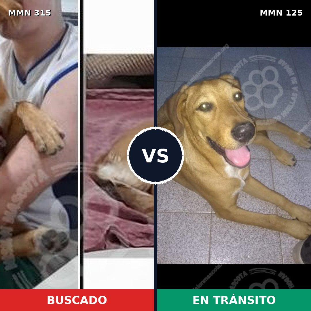 Comparativa MMS 6455: mascota perdida y mascota encontrada, 57% de similitud