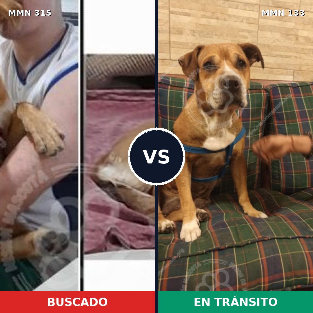 Comparativa MMS 6456: mascota perdida y mascota encontrada, 62% de similitud