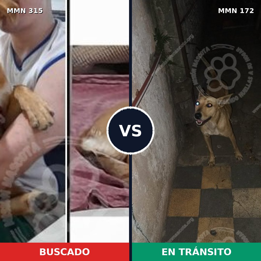 Comparativa MMS 6457: mascota perdida y mascota encontrada, 75% de similitud