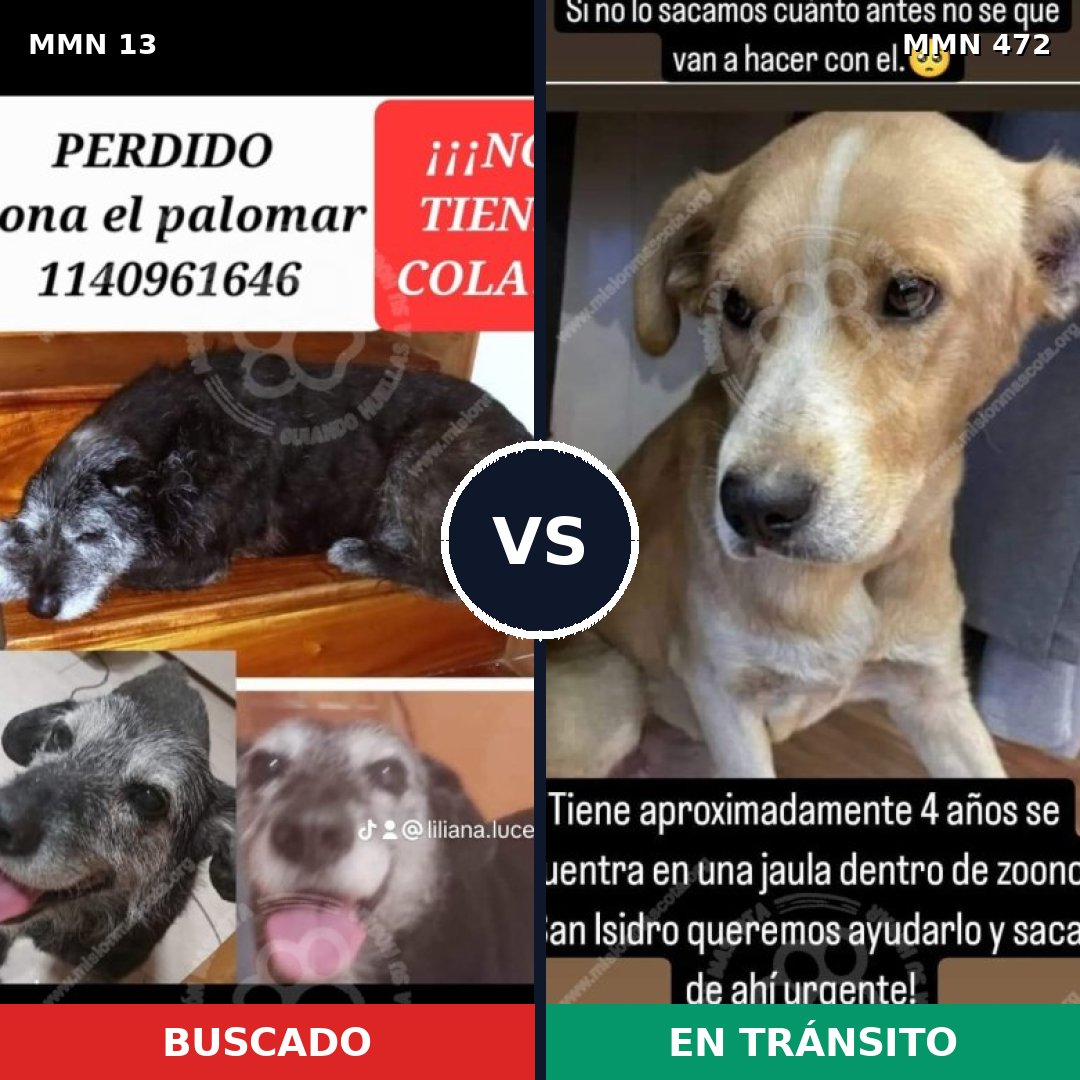 Comparativa MMS 646: mascota perdida y mascota encontrada, 73% de similitud
