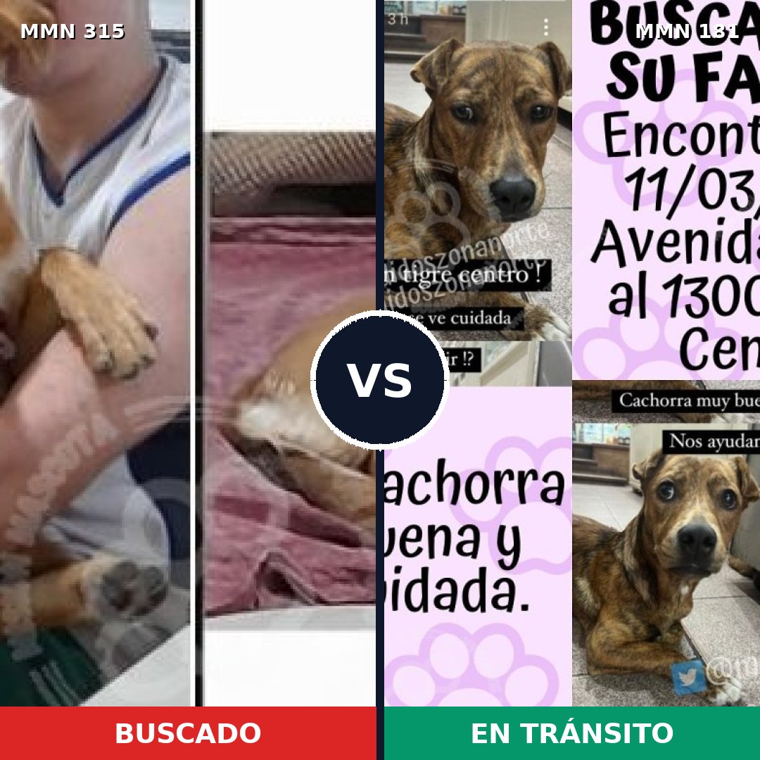 Comparativa MMS 6461: mascota perdida y mascota encontrada, 61% de similitud