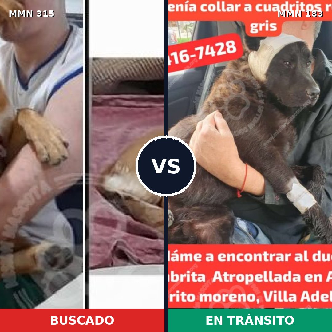 Comparativa MMS 6462: mascota perdida y mascota encontrada, 12% de similitud