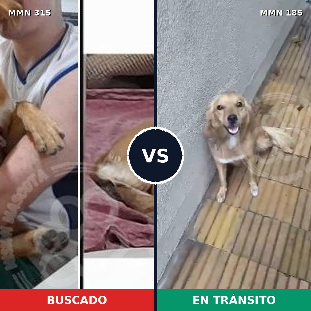 Comparativa MMS 6463: mascota perdida y mascota encontrada, 73% de similitud