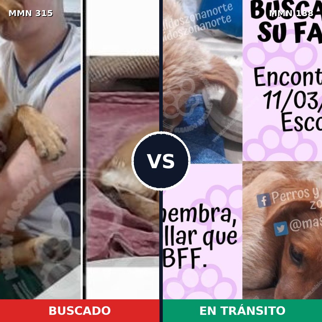 Comparativa MMS 6464: mascota perdida y mascota encontrada, 15% de similitud