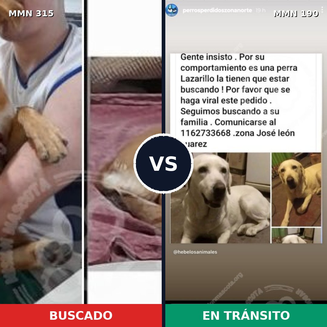 Comparativa MMS 6465: mascota perdida y mascota encontrada, 17% de similitud