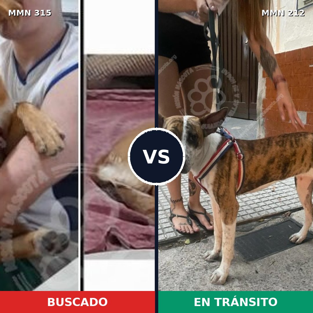Comparativa MMS 6466: mascota perdida y mascota encontrada, 62% de similitud