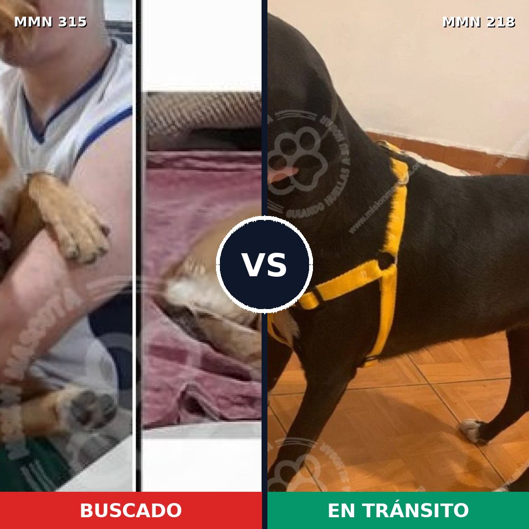 Comparativa MMS 6467: mascota perdida y mascota encontrada, 48% de similitud