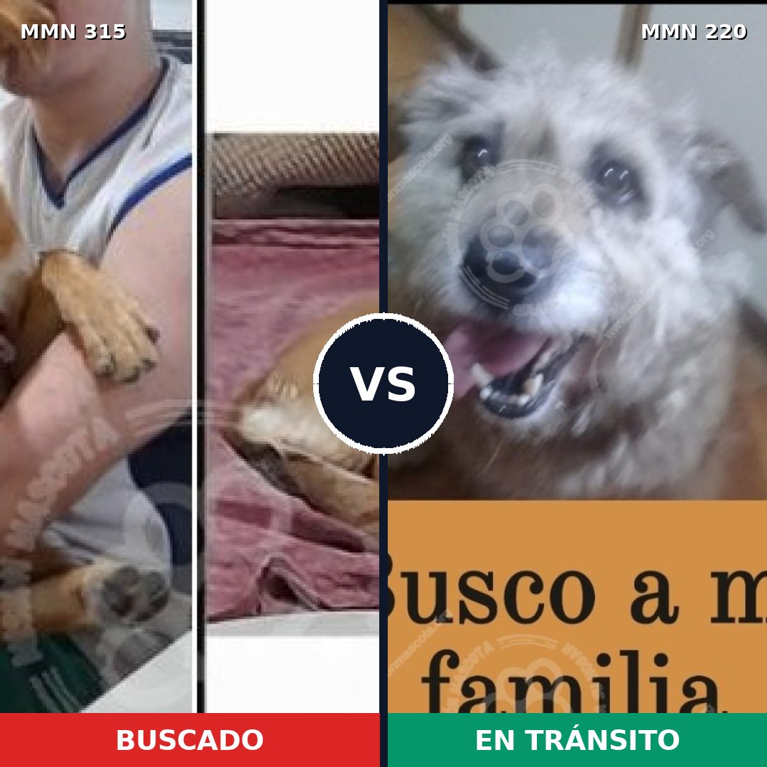 Comparativa MMS 6468: mascota perdida y mascota encontrada, 56% de similitud