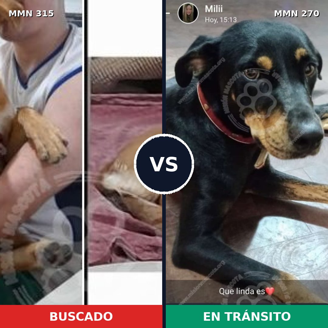 Comparativa MMS 6472: mascota perdida y mascota encontrada, 62% de similitud