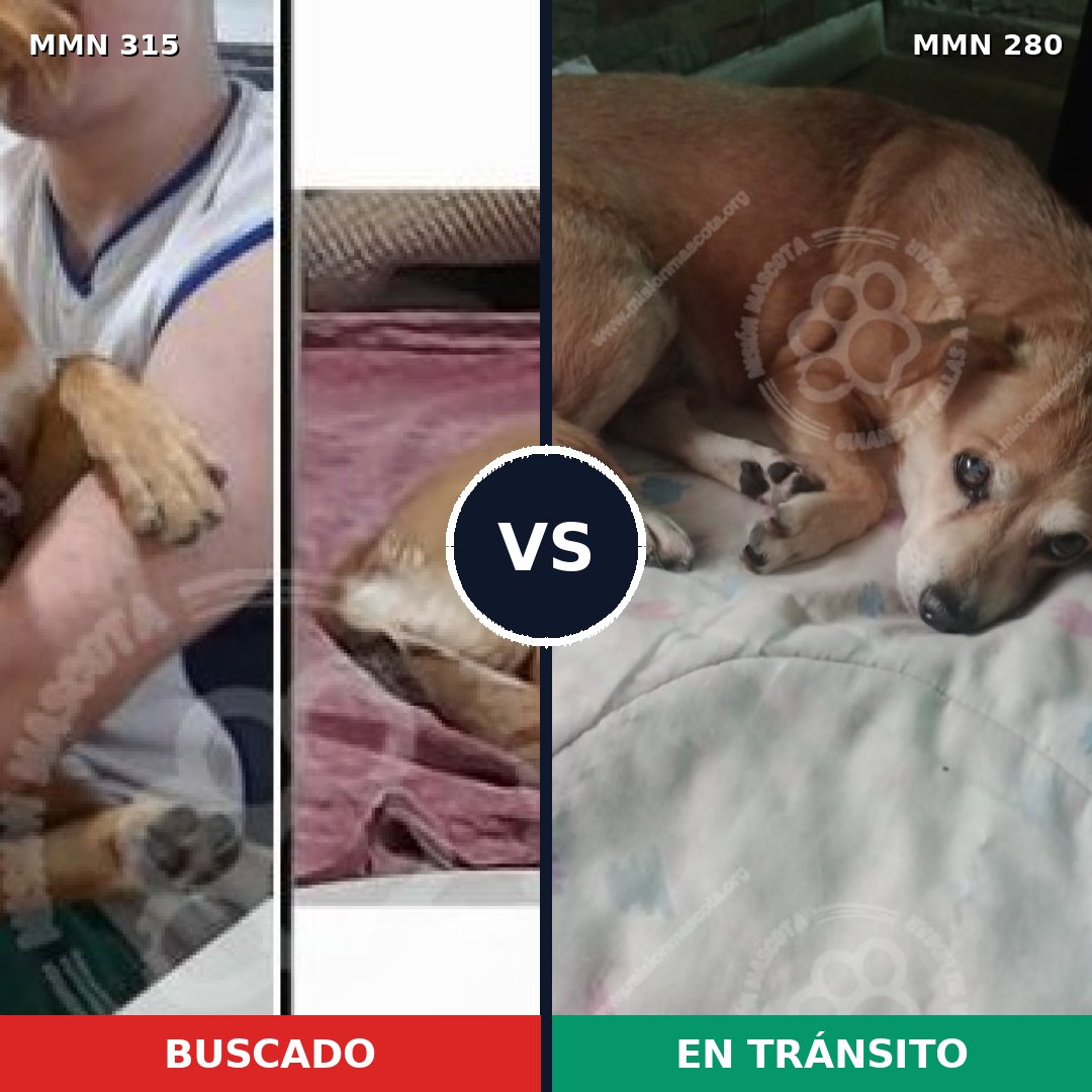 Comparativa MMS 6473: mascota perdida y mascota encontrada, 21% de similitud