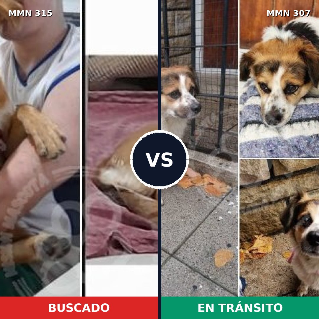 Comparativa MMS 6474: mascota perdida y mascota encontrada, 71% de similitud