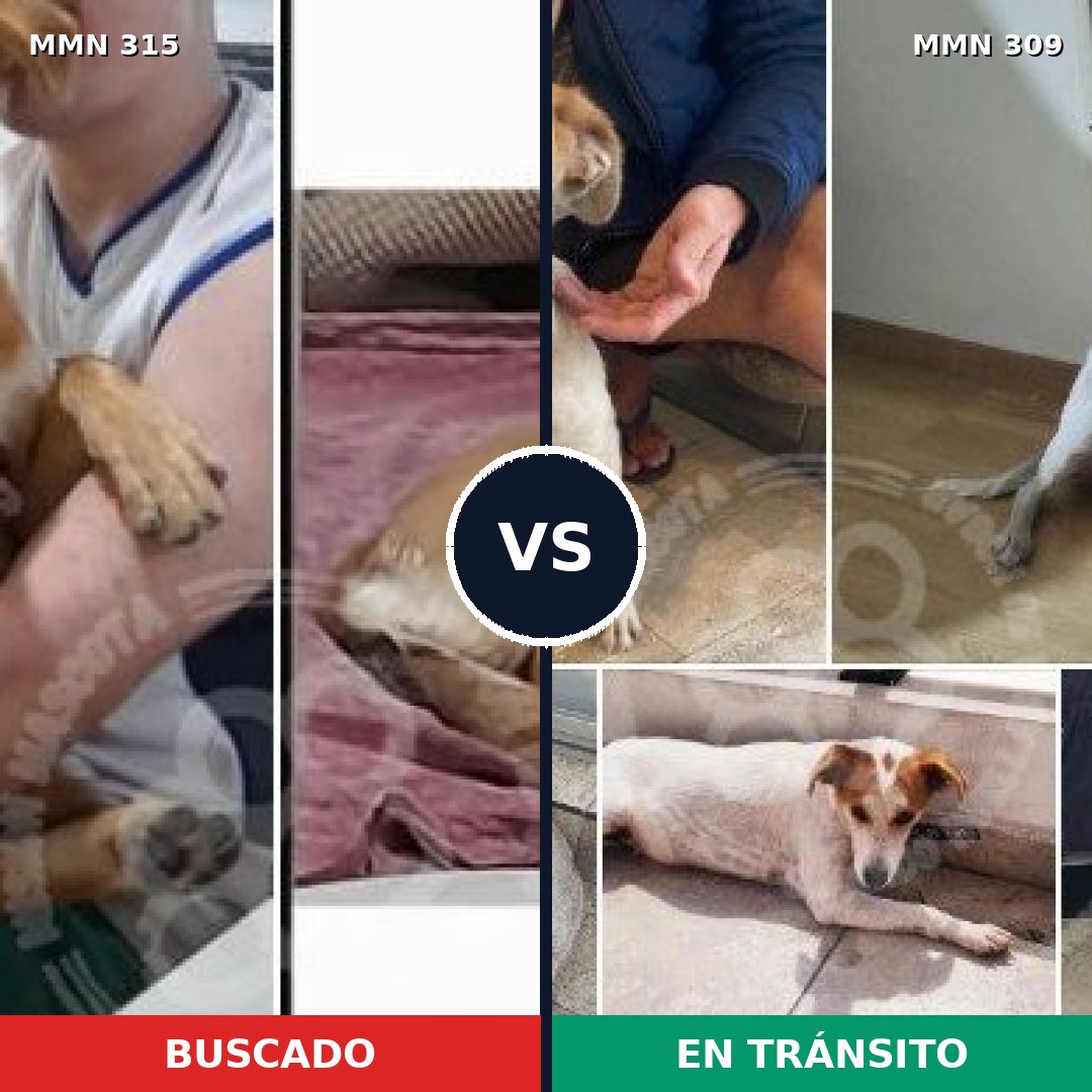 Comparativa MMS 6475: mascota perdida y mascota encontrada, 71% de similitud