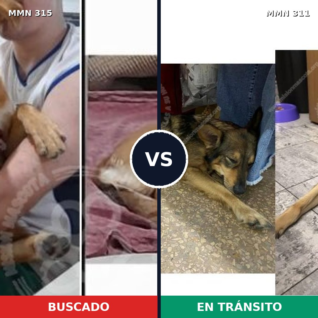 Comparativa MMS 6476: mascota perdida y mascota encontrada, 62% de similitud