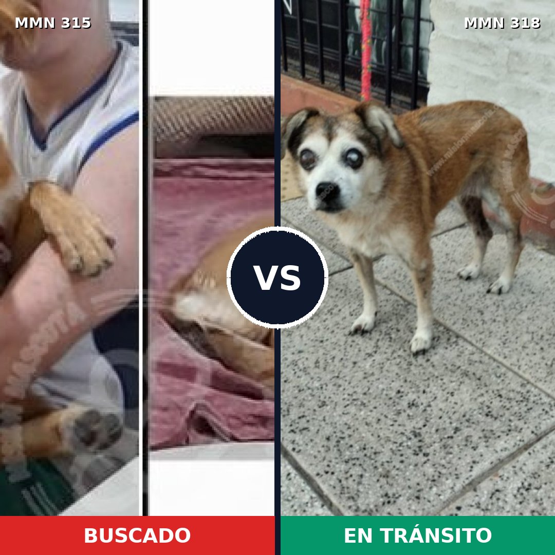 Comparativa MMS 6477: mascota perdida y mascota encontrada, 32% de similitud