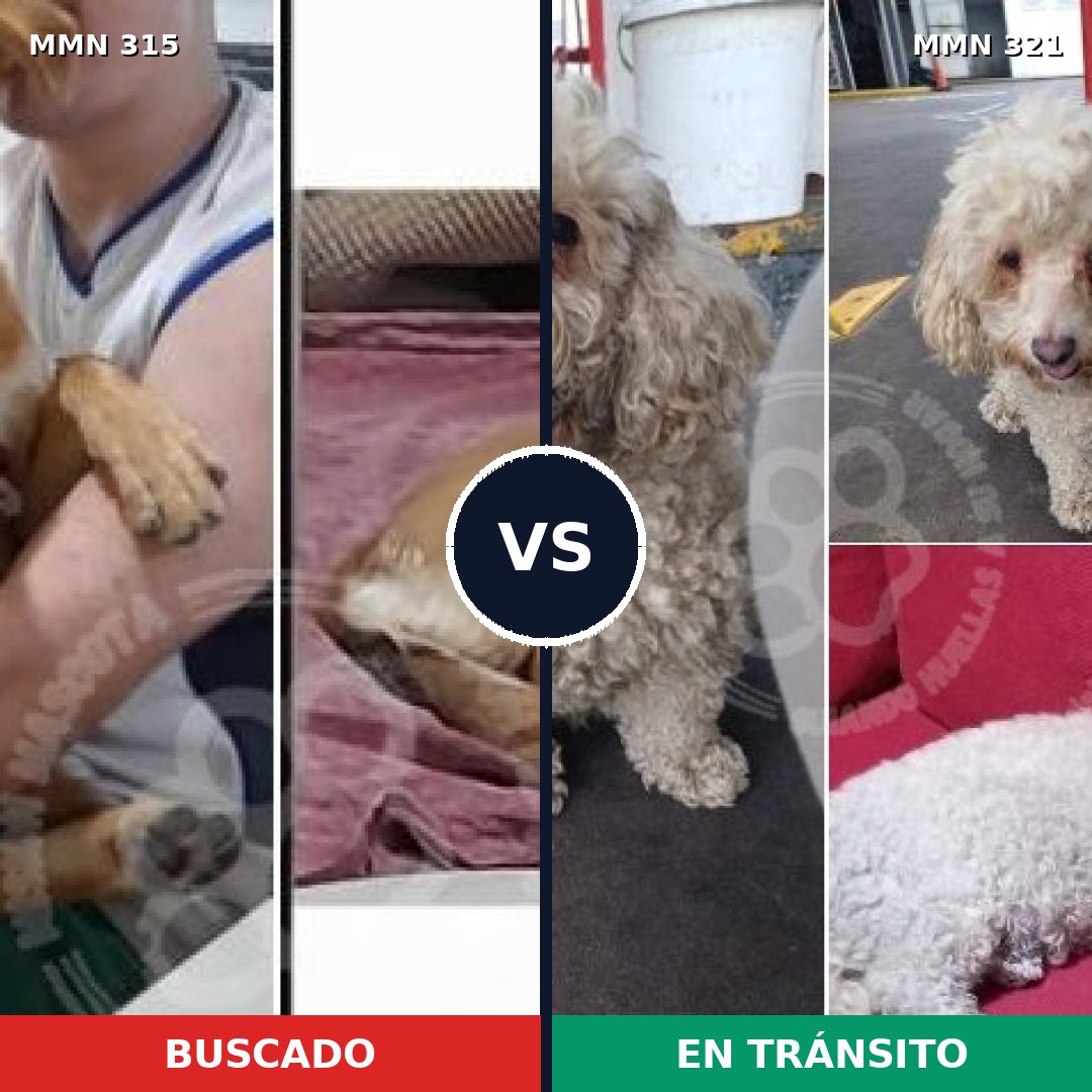 Comparativa MMS 6478: mascota perdida y mascota encontrada, 27% de similitud